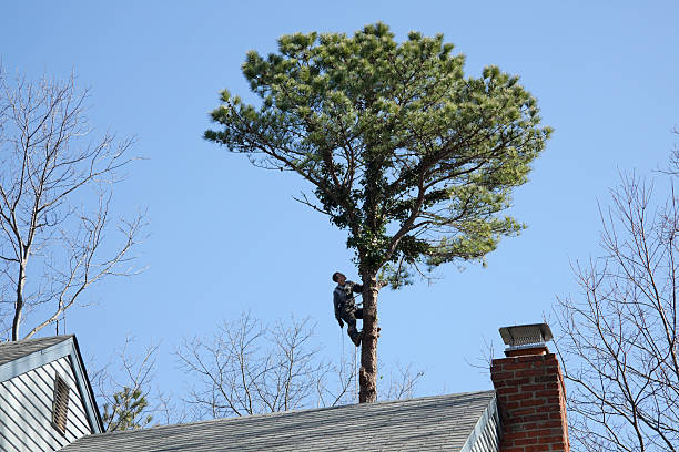 Best Tree Mulching  in Smyrna, TN